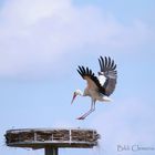 Storch im Untertaunus II