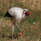 Storch im Untertaunus III