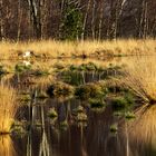 Storch im Vechtaer Moor