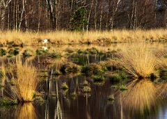 Storch im Vechtaer Moor