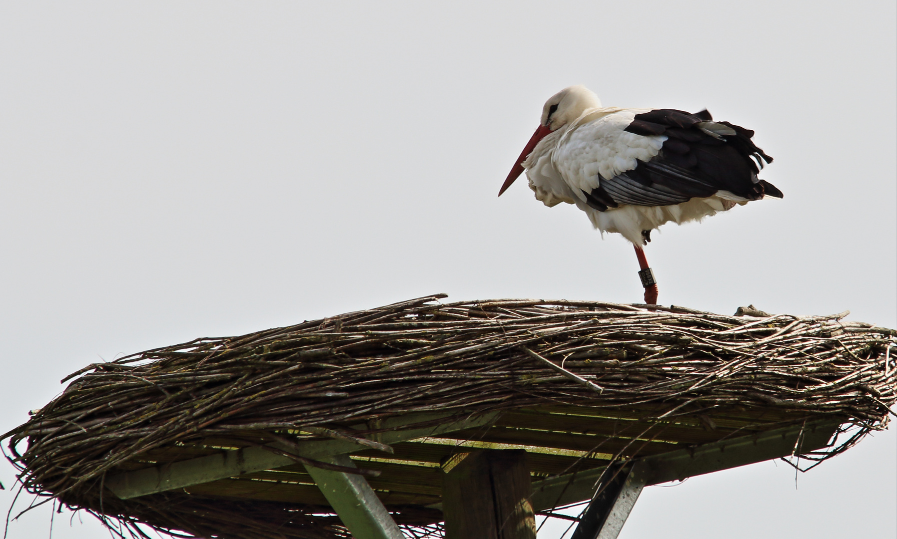 Storch im Versmolder Bruch