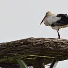 Storch im Versmolder Bruch