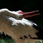 Storch im Vogelpark Irgenöd