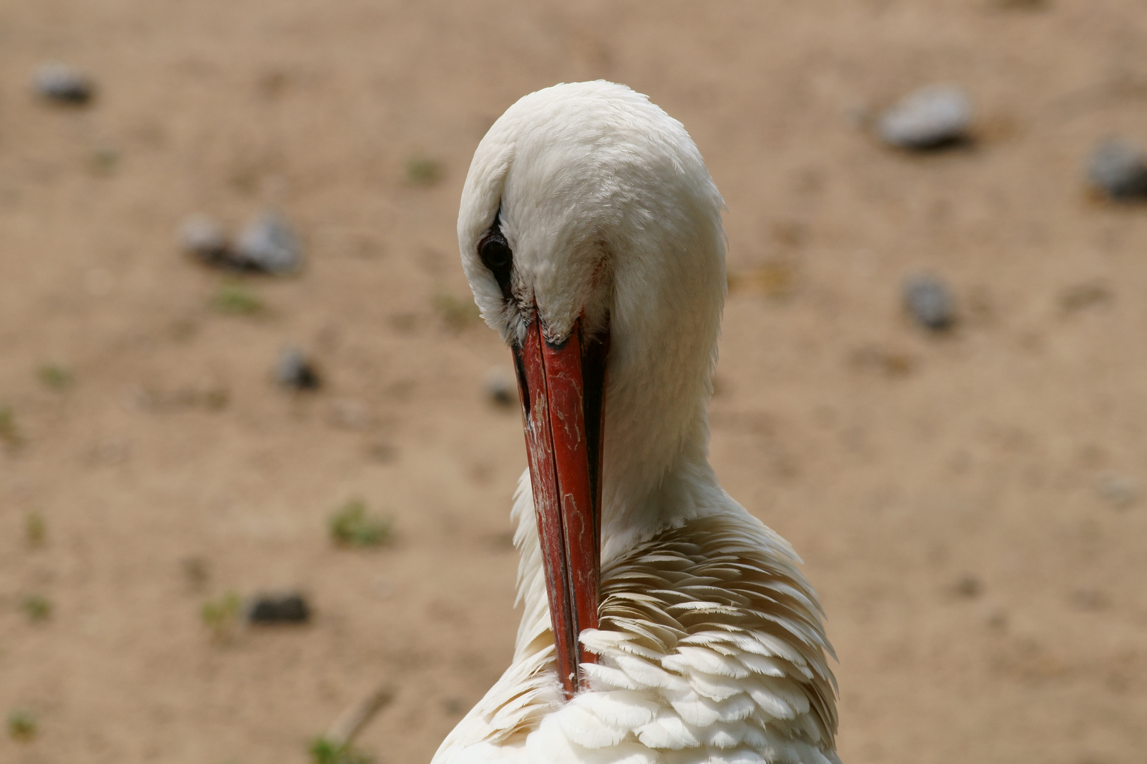 Storch im Vogelpark Viernheim