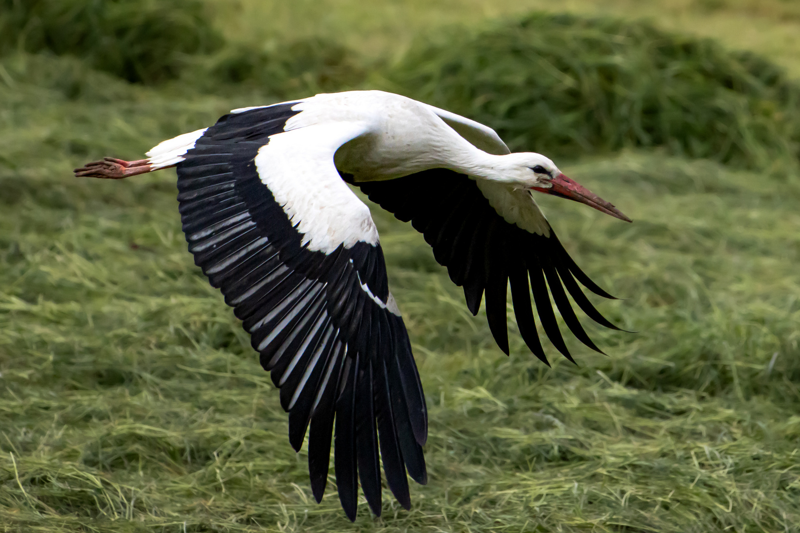 Storch im vollen Flug