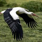 Storch im vollen Flug