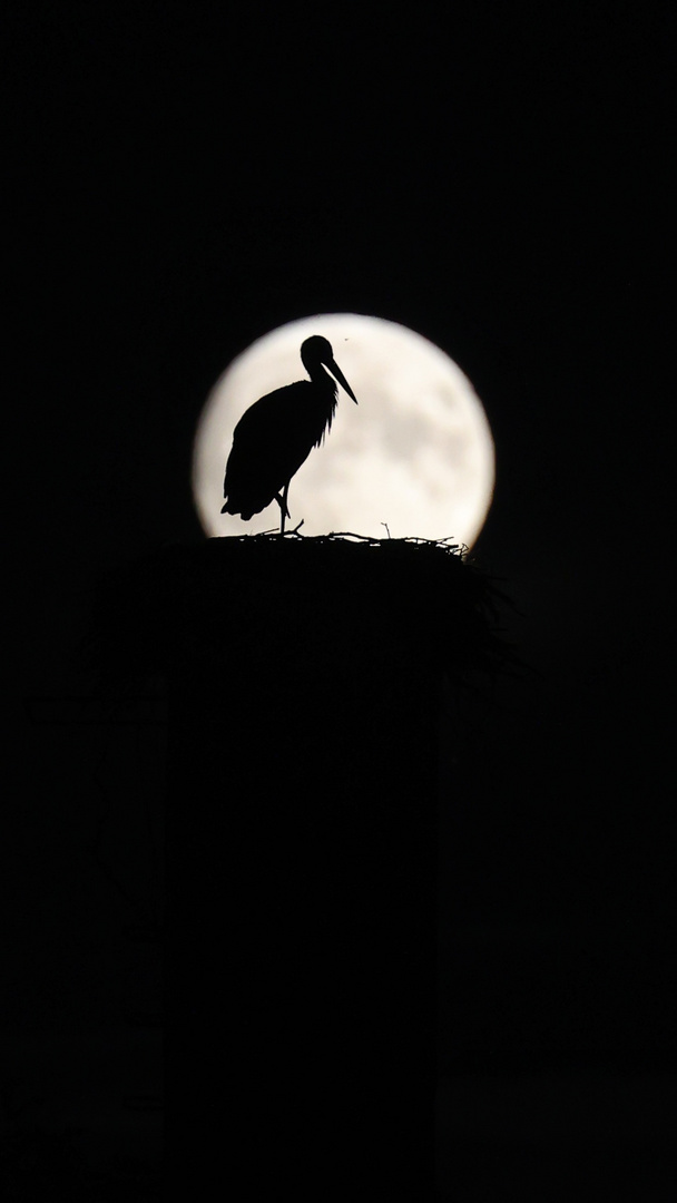 Storch im Vollmond