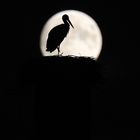 Storch im Vollmond