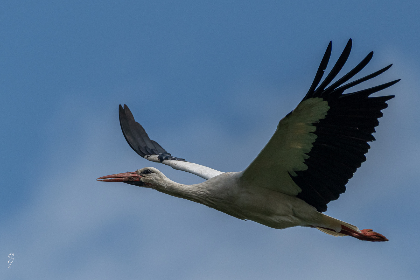 Storch im Vorbeiflug