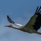 Storch im Vorbeiflug