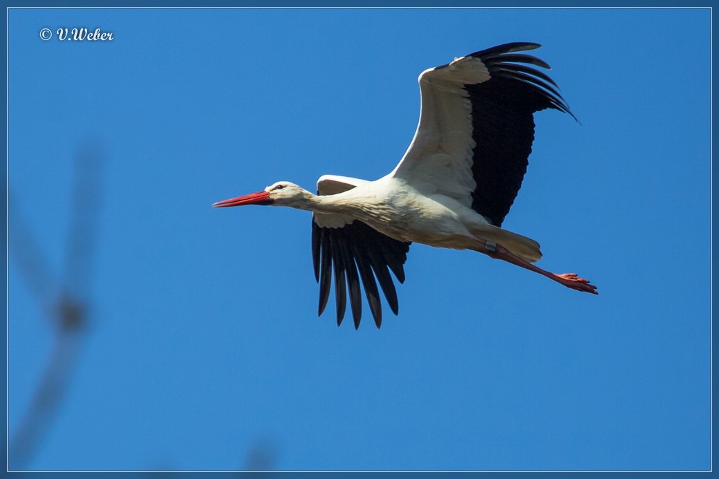 Storch im Vorbeiflug