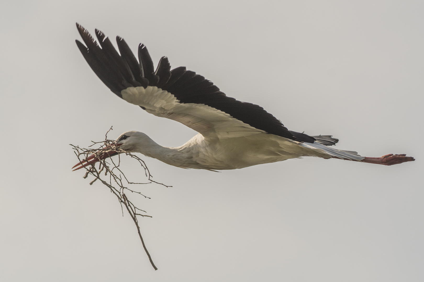 Storch im Vorbeiflug