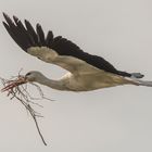 Storch im Vorbeiflug