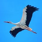 Storch im Vorbeiflug