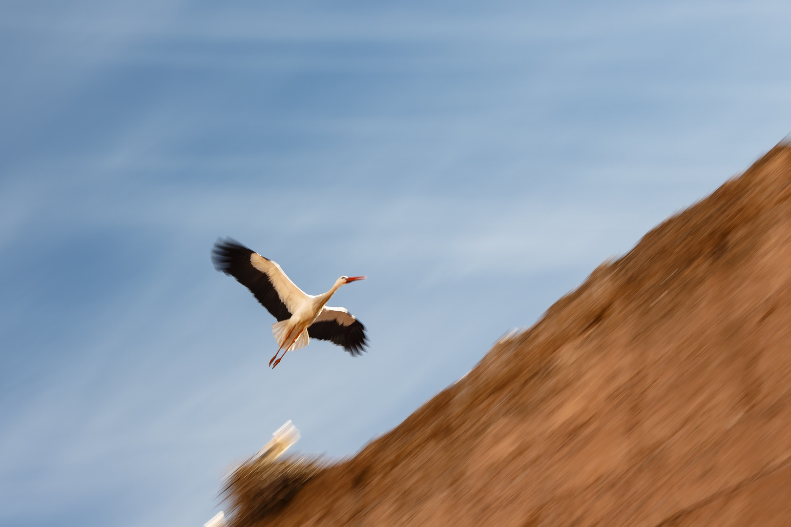 Storch im Vorbeiflug