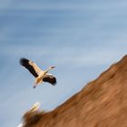 Storch im Vorbeiflug