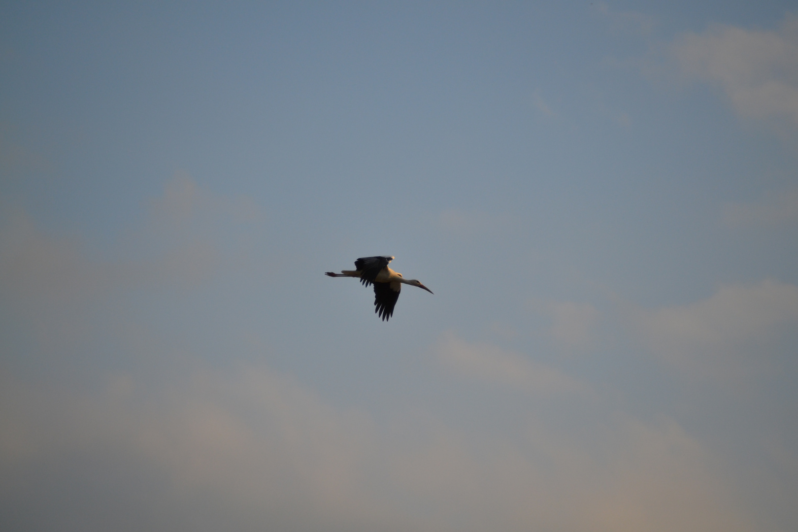 Storch im Vorbeiflug