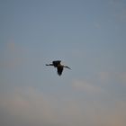 Storch im Vorbeiflug