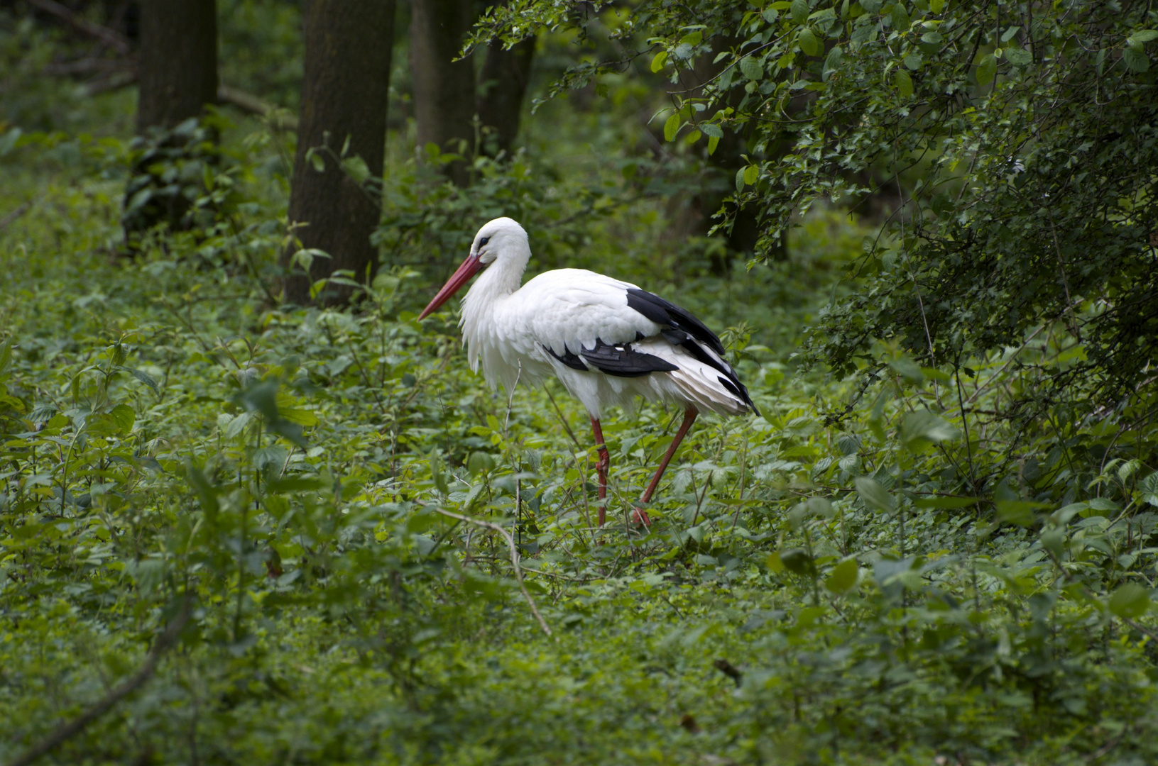 Storch im Wald