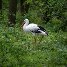 Storch im Wald