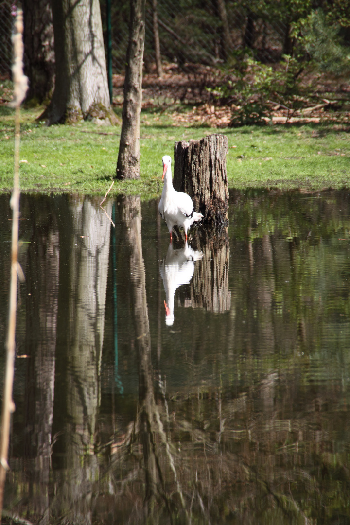 Storch im Wasser