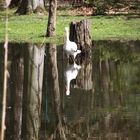 Storch im Wasser