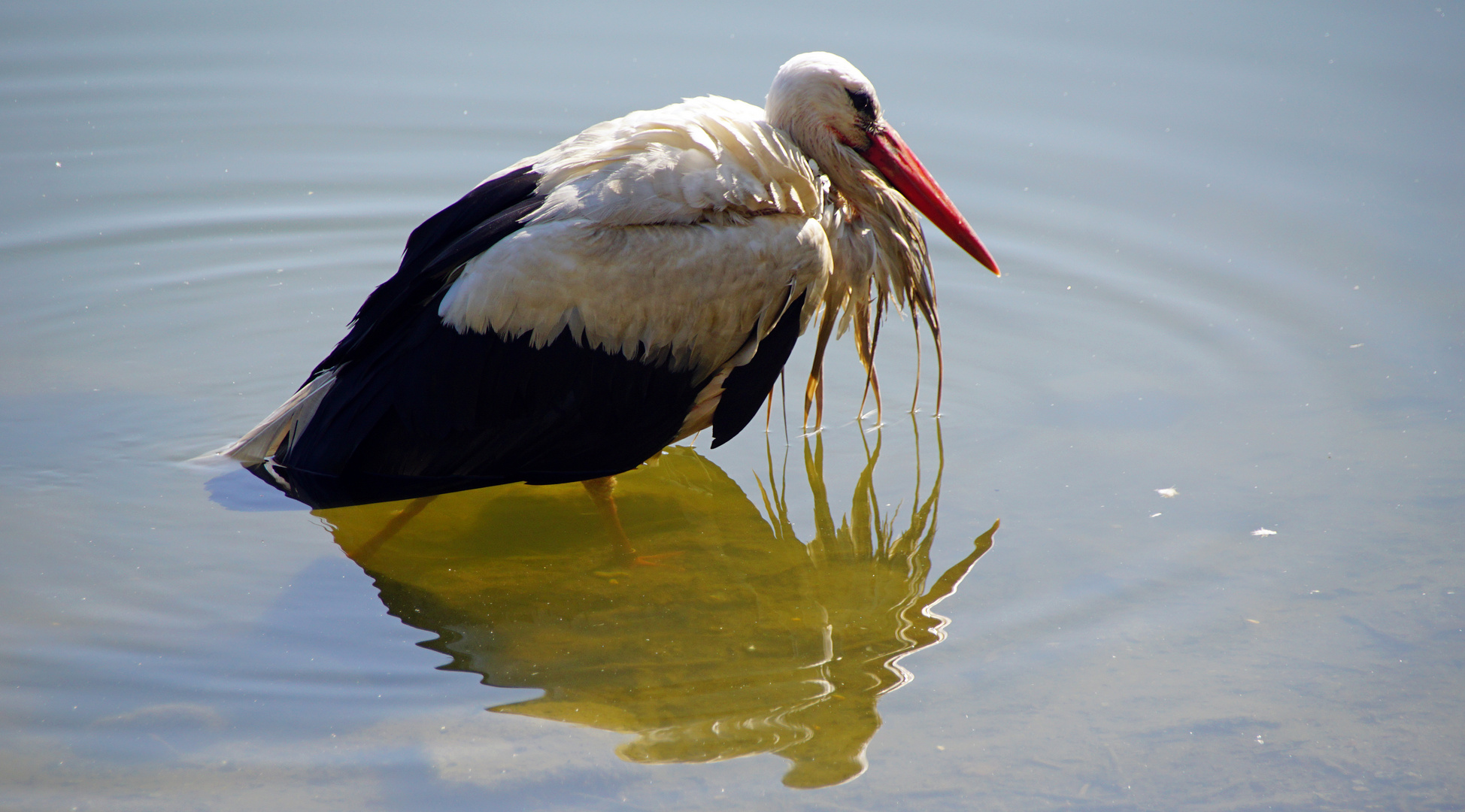 Storch im Wasser 2