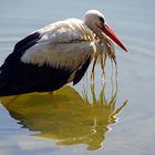 Storch im Wasser 2