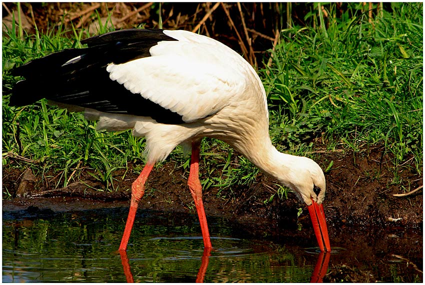 Storch im Wasser