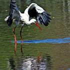 Storch im Wasser.jpg