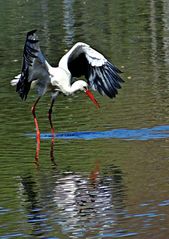 Storch im Wasser.jpg