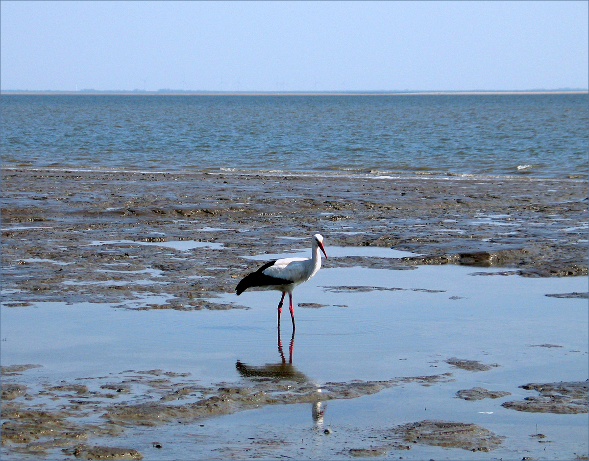 Storch im Watt