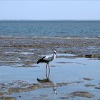 Storch im Watt