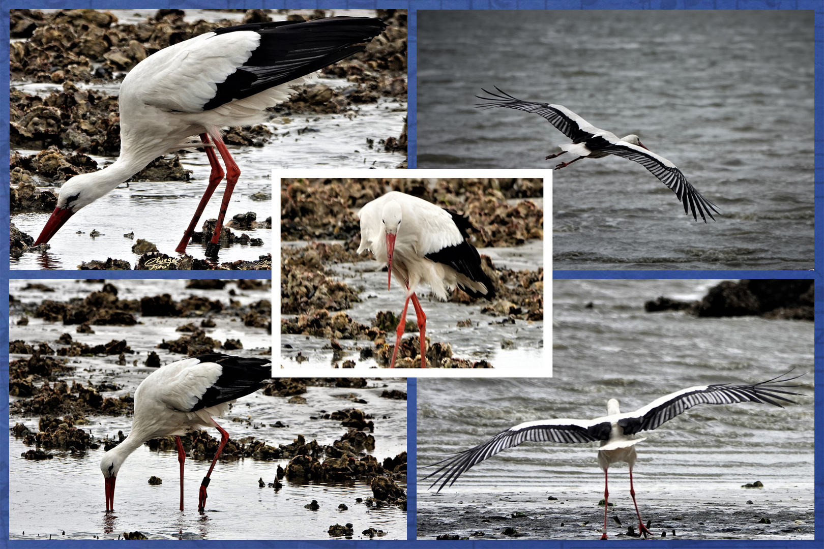 Storch im Watt