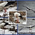 Storch im Watt