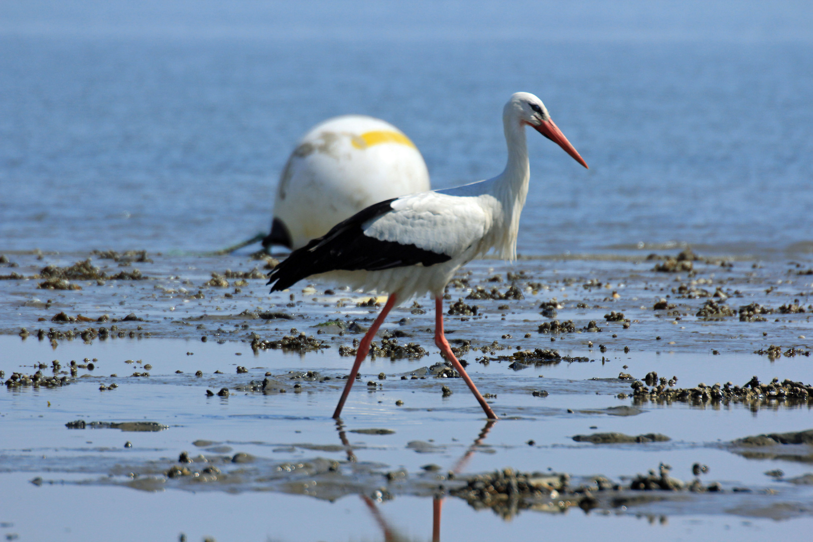 Storch im Watt