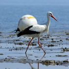 Storch im Watt