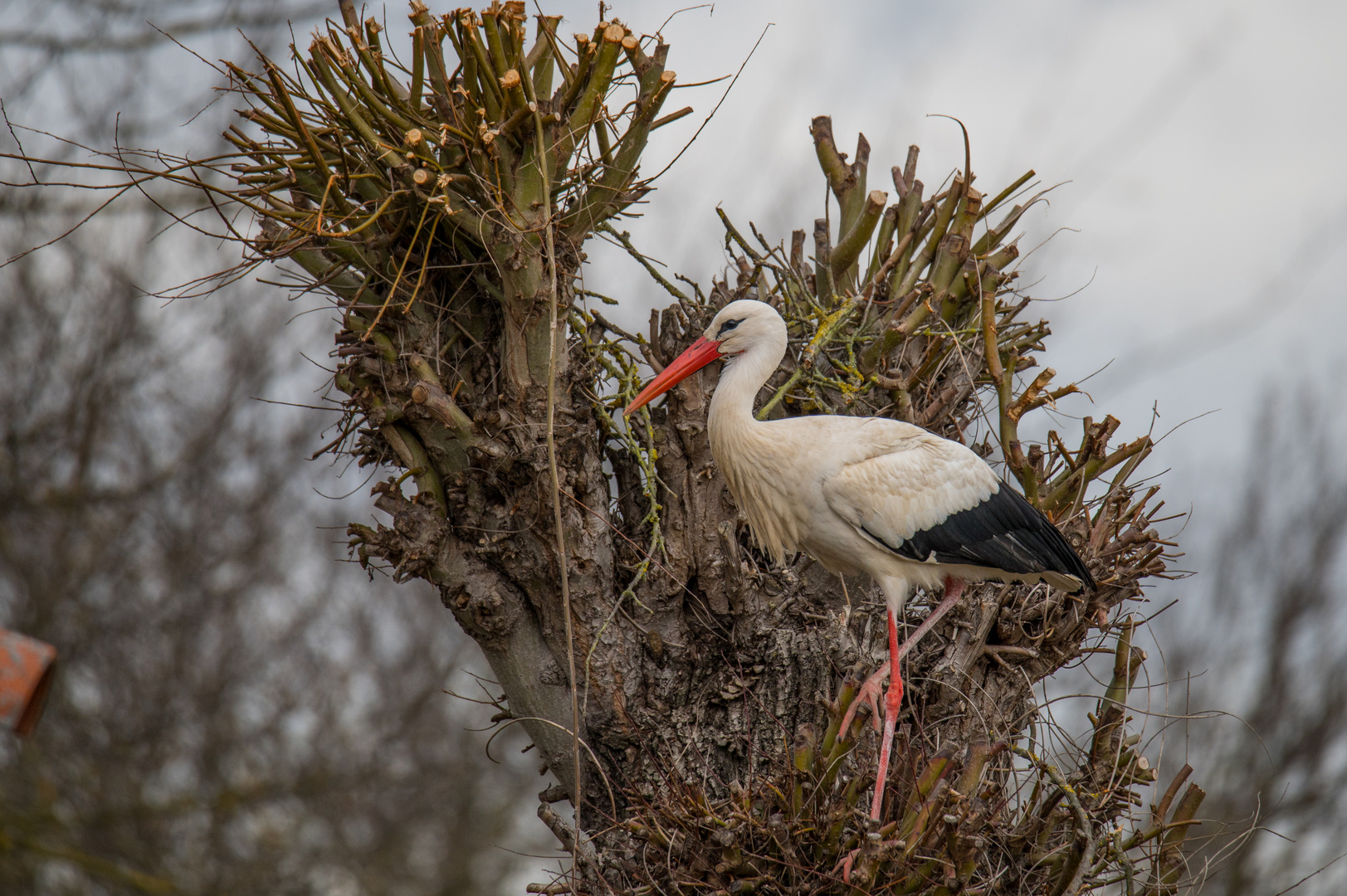 Storch im Weidenbaum