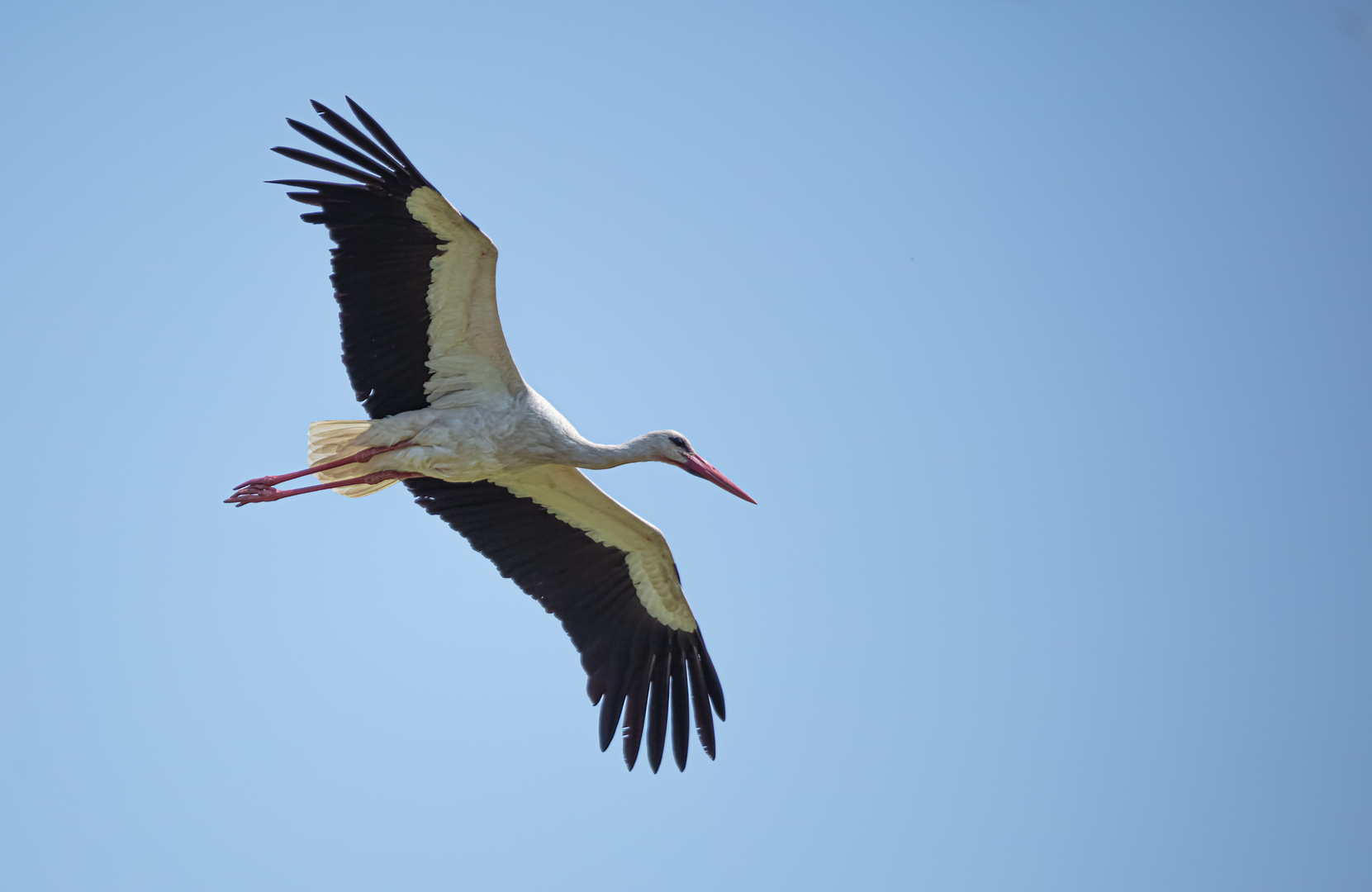 Storch im Wendland        