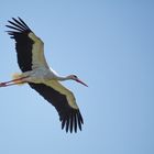 Storch im Wendland        