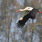 Storch im Westhavelland