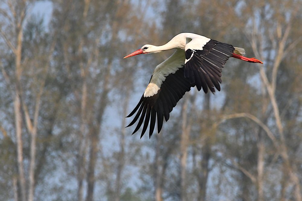 Storch im Westhavelland