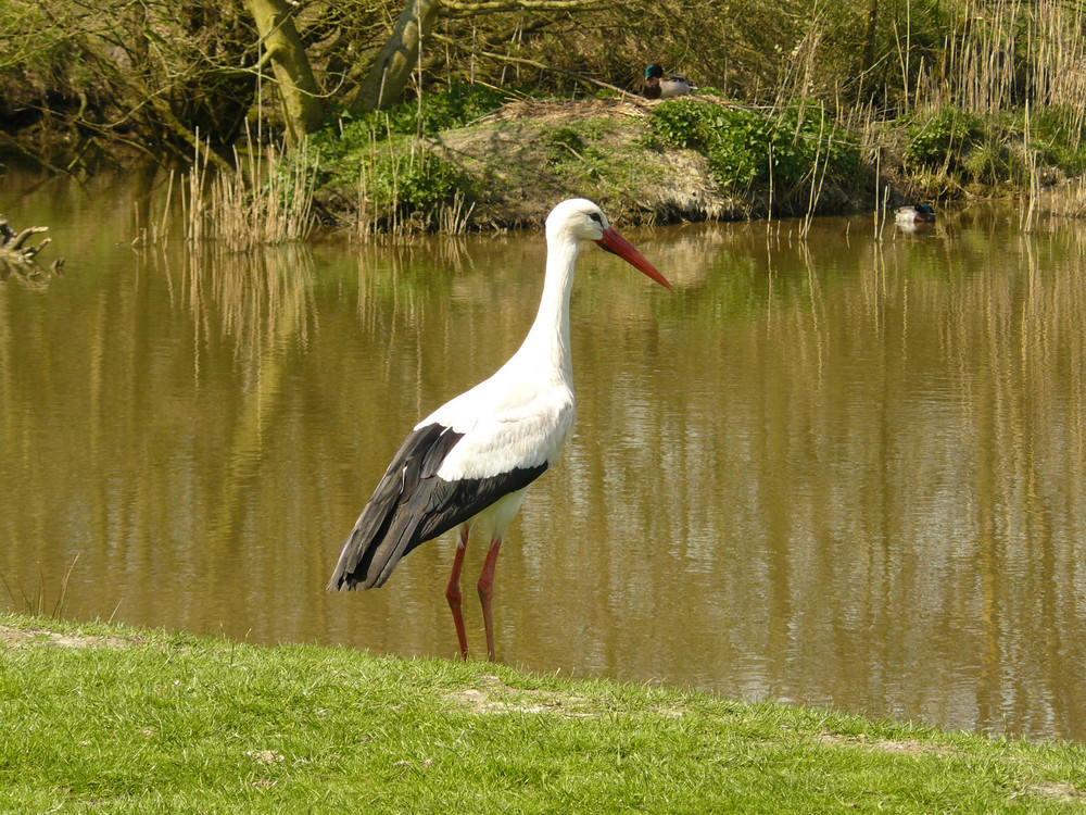 Storch im Westküstenpark