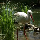 Storch im Wildpark Poing