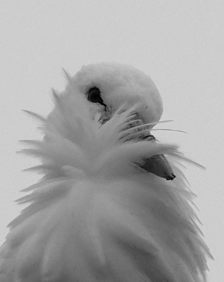 Storch im Wind