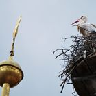 Storch im Wind