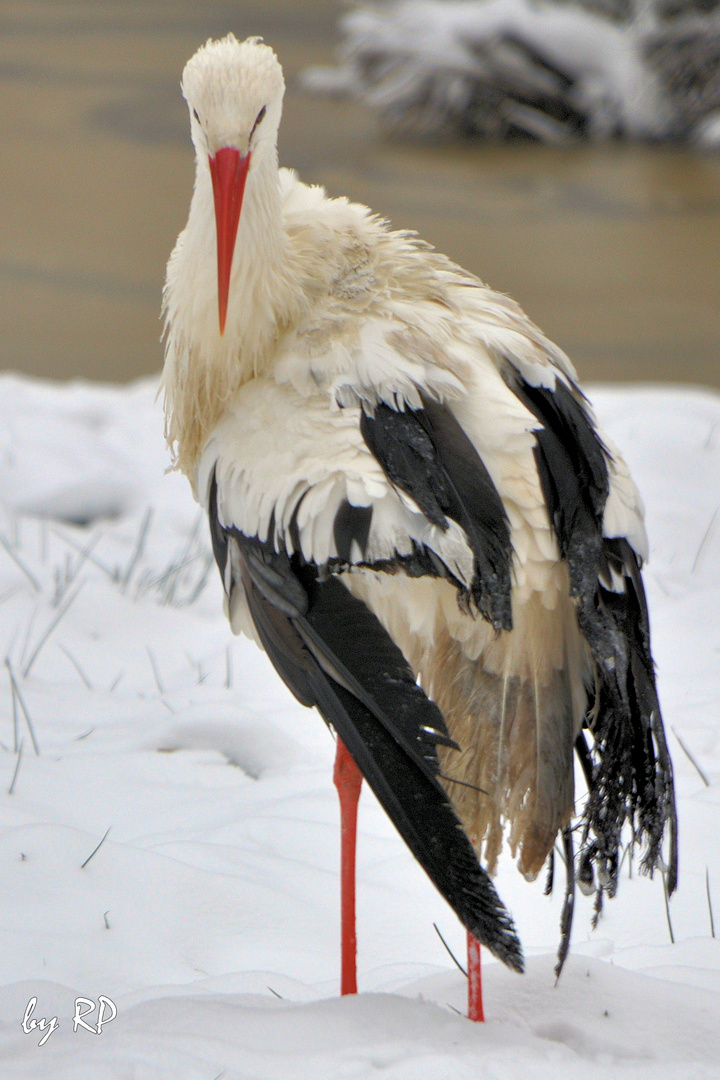 Storch im Winter