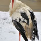 Storch im Winter