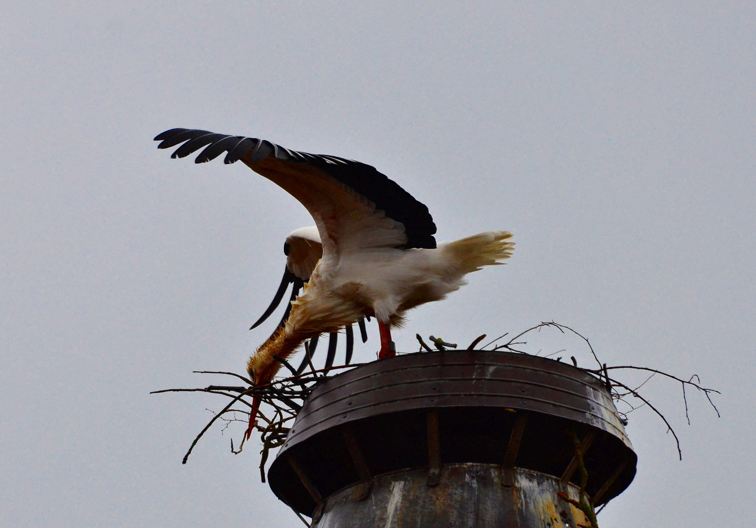 Storch im Winter