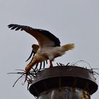 Storch im Winter